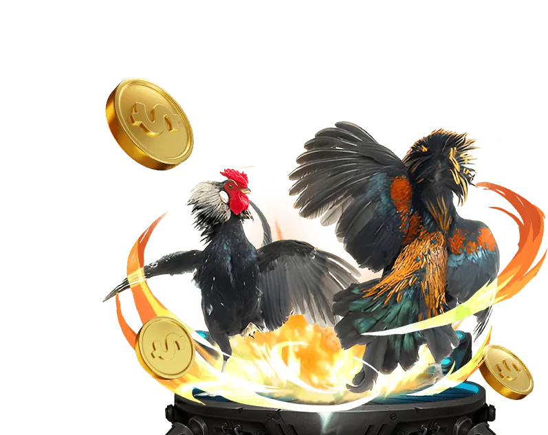 Hướng dẫn đặt cược đá gà tại 999 ok